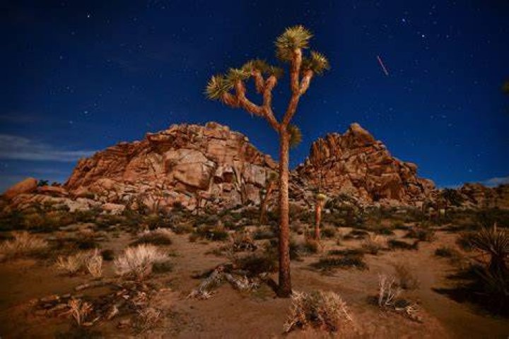How old is the joshua tree