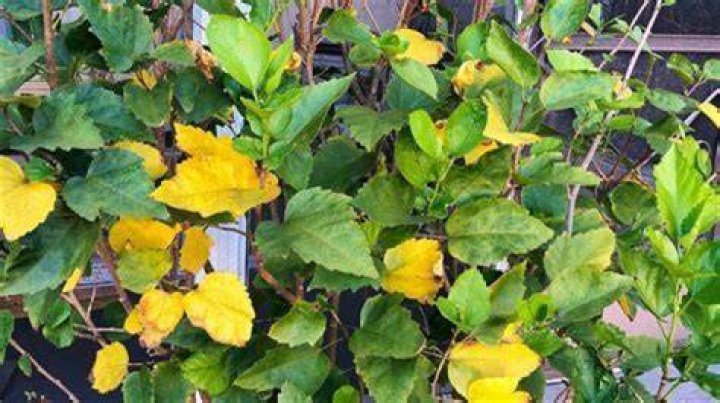 Why are daphne leaves turning yellow